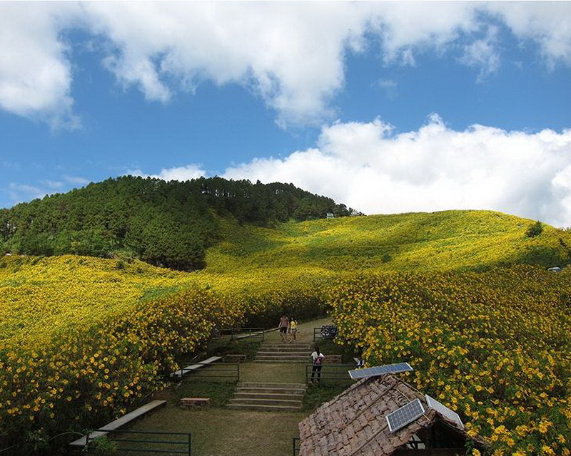 bua tong blossom festival, bua tong festival, bua tong blossom festival in mae hong son, bua tong blossom festival at khum yuam, bua tong festival in mae hong son, bua tong festival at khun yuam