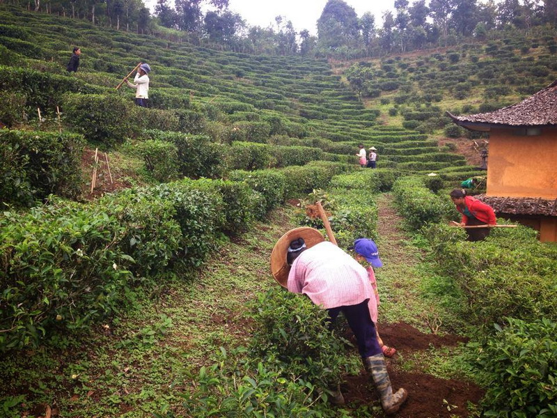 tea tasting festival at ban rak thai, tea tasting festival in mae hong son, tea tasting festival mae hong son, tea tasting festival