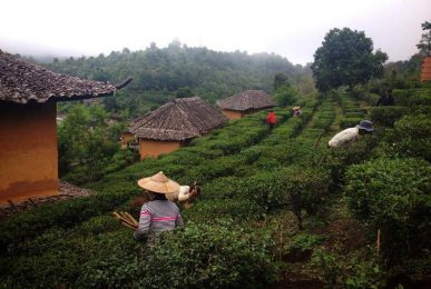 ban rak thai, baan rak thai, ban rak thai mae hong son, baan rak thai mae hong son