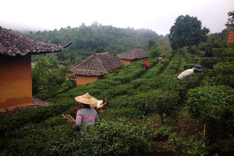 ban rak thai, baan rak thai, ban rak thai mae hong son, baan rak thai mae hong son