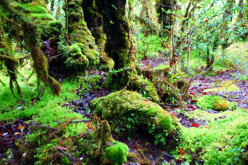 ang ka doi inthanon, ang ka luang, doi inthanon national park, inthanon national park, doi Inthanon, inthanon